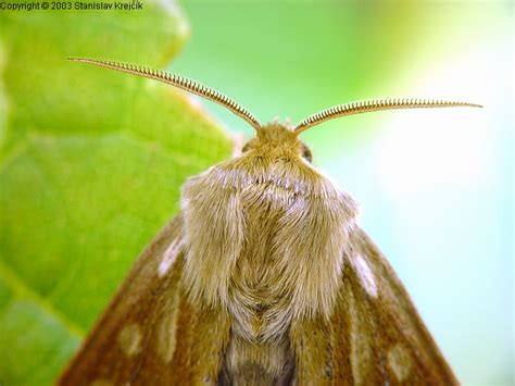 Meloidae Noctuidae