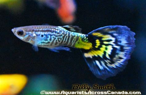 GUPPIES FANCY MALE (Poecilia reticulata) – Aquarists Across Canada