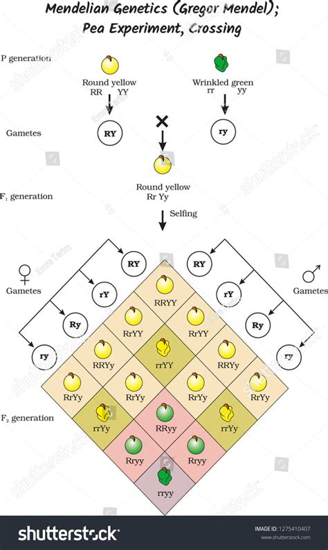 Mendelian Cross Mendelian Genetics