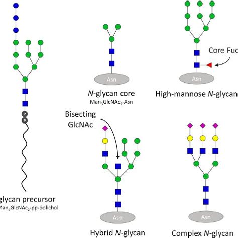 N Glycan Structures Schematics Of Representative N Glycan Structures