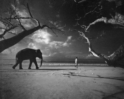 Андаманский слон | Elephant, Wild kingdom, National geographic photos