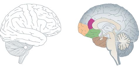 El Cerebro Infantil A Os I Niuco