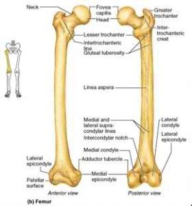 Linea aspera | Human anatomy, Anatomy, Biology