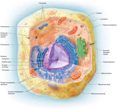 Ch Cytoplasmic Organelles The Ctyoskeleton The Nucleus