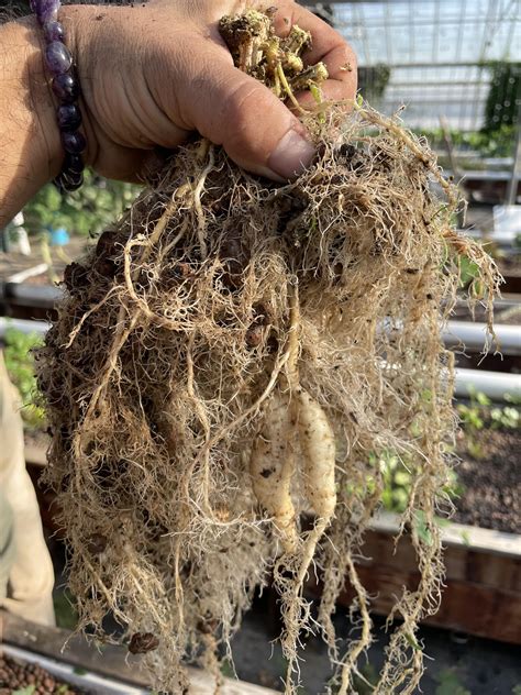 Are these nitrogen-fixing root nodules on our cucumber plants? I didn’t