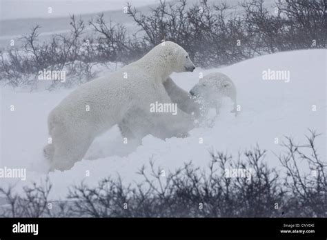 Polar Bears in Churchill, Manitoba Stock Photo - Alamy