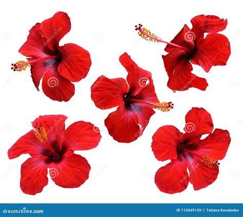 Red Hibiscus Flowers Isolated Stock Image Image Of Nature Tropical