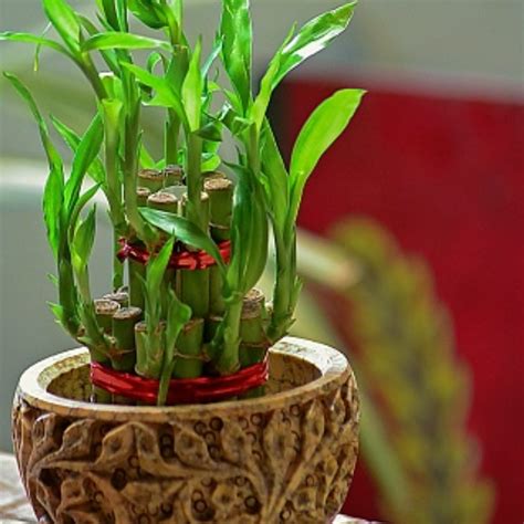 Lucky Bamboo Vastu Tips ধনী করে স্বামী স্ত্রীর প্রেম বাড়ায় তবে