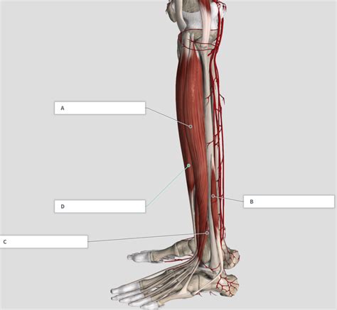 Anterior Lateral Leg Compartment Diagram Quizlet