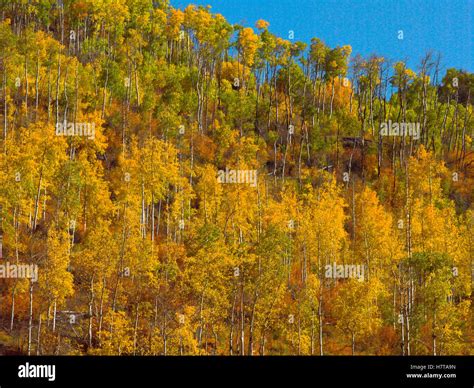 Quaking Aspen Populus Tremuloides Forest In Autumn Colors On Battle