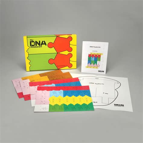 Dna Puzzle Kit Carolina Biological Supply