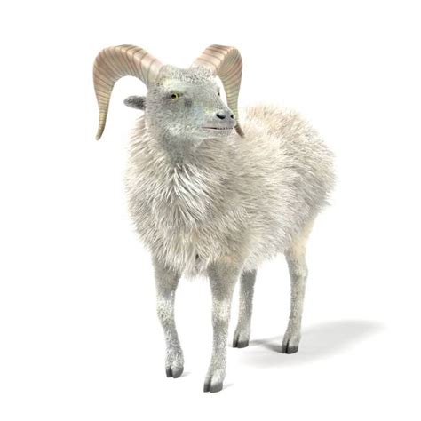 Argali Sheep Stock Photos, Pictures & Royalty-Free Images - iStock