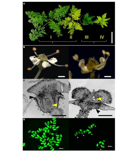 | Characterization of the phenotype classes. (A) Representative plants ...