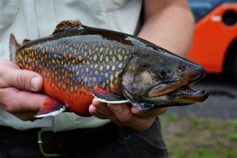 Best Maine Trout Fishing Lakes And Rivers Updated