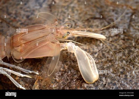 Mantis shrimp (Squilla mantis) is an edible crustacean native to ...