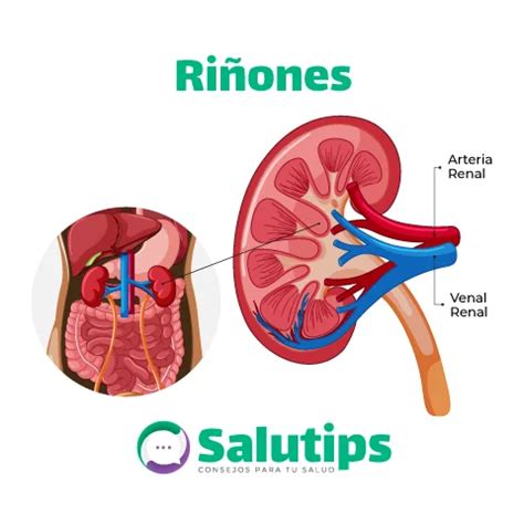 Los Ri Ones Estructura Funci N Y Detecci N Temprana De Enfermedades