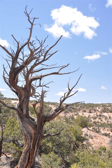 Travels with rarecat: Ancient Cliff Dwellings