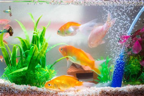 How To Lower Ammonia In Fish Tank Aquariadise