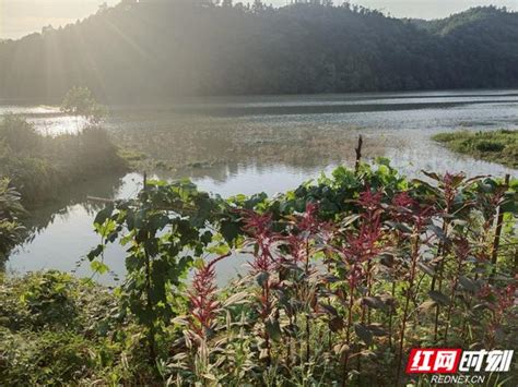 岳阳之为⑤丨平江浯口镇：“河长制”守护“梦里水乡”