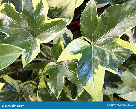 Variegated Tree Ivy X Fatshedera Lizei Variegata Stock Photo Image