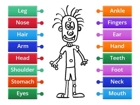 Body parts - Labelled diagram