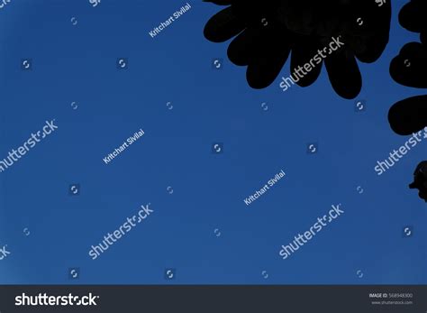 Tree Silhouette Blue Sky Background 2 Stock Photo 568948300 Shutterstock