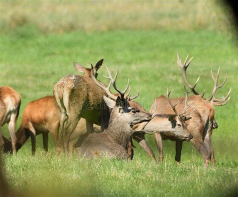 Red Deer With Antlers During Mating Season In A Herd With Their Hinds Stock Image Image Of