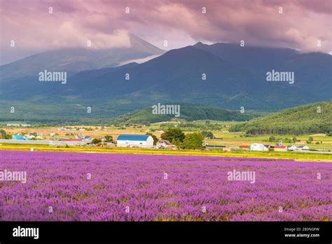 Lavender fields furano hokkaido japan hi-res stock photography and ...