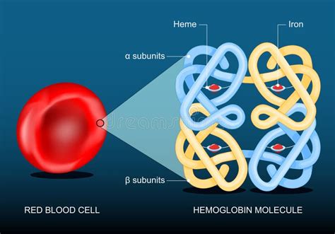 Hemoglobina Y Gl Bulos Rojos Ilustraci N Del Vector Ilustraci N De