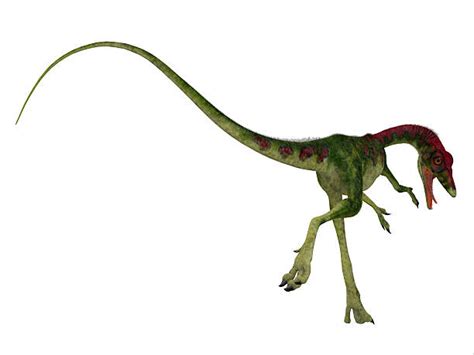 Compsognathus Banco De Fotos E Imágenes De Stock Istock