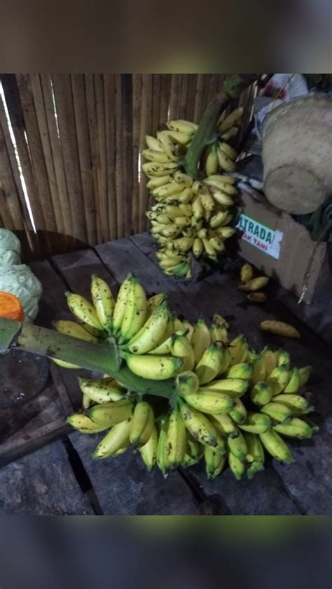 Belajar Cara Membuat Sale Pisang Bahan Pisang Mas Kissparry