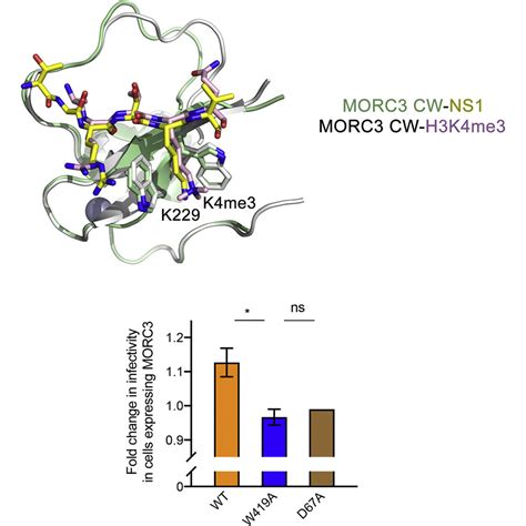 Morc Is A Target Of The Influenza A Viral Protein Ns Structure