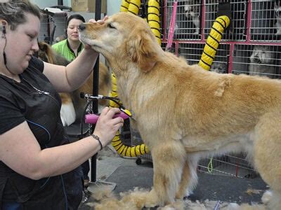 30+ hair cut for golden retriever - CharleeTomas