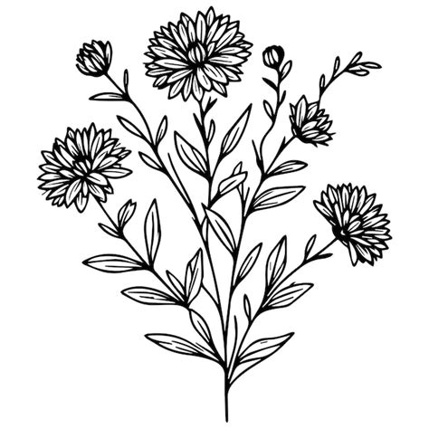 Premium Vector Hand Drawn Aster Flower Aster Flower Coloring Pages