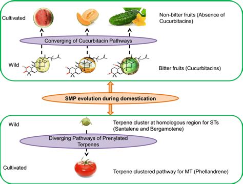 Evolution of specialized metabolic pathways and metabolites produced by... | Download Scientific ...