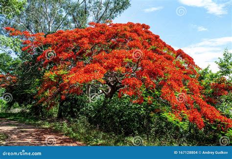 Delonix Regia General View Of A Flowering Tree Stock Photo Image Of