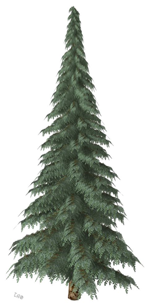 Christmas Ornament Fir Spruce Tree Free Download 323 78kb