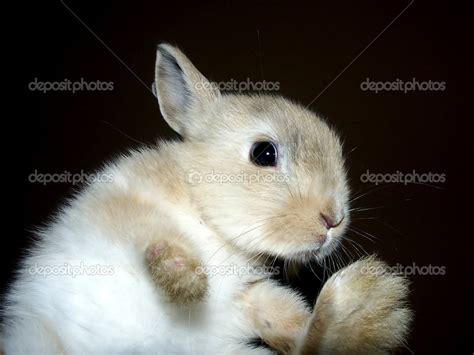 Bunny Running In The Dark — Stock Photo © 21121865