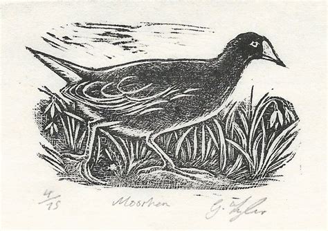 Moorhen Wood Engraving By Gillian Tyler Wood Engraving