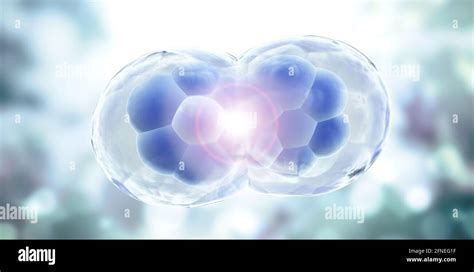 Cell Division Stages Of Mitosis Cellular Therapy Horizontal Banner