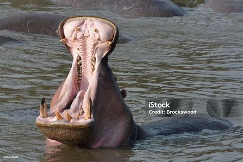Dente De Hipopótamo - Foto de Hipopótamo Mostrando Os Dentes e mais fotos de stock de 2015 ...