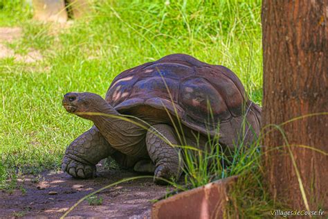 Tortue Géante des Galápagos