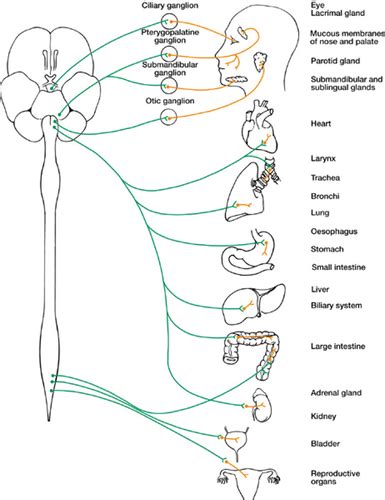 Psc Peripheral Nervous System Parasympathetic Ns Flashcards Quizlet