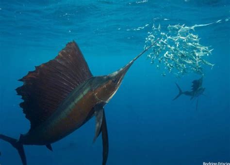 Daftar Harga Ikan Marlin Per Ekor Hari Ini Oktober 2023 - Ruangikan.com