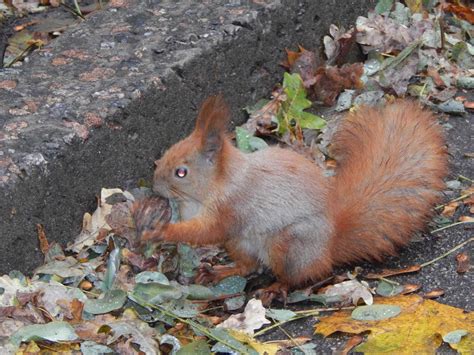 Park late autumn leaves and animals 3693641 Stock Photo at Vecteezy