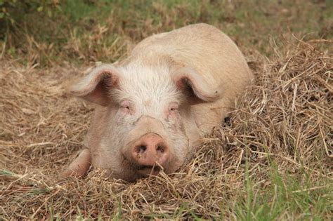 Pig Welfare Pig Farming In South Africa