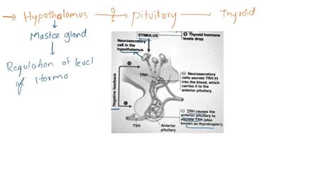 SOLVED: Figure 45.16 Regulation of thyroid hormone secretion; hormone cascade pattern STIMULUS ...