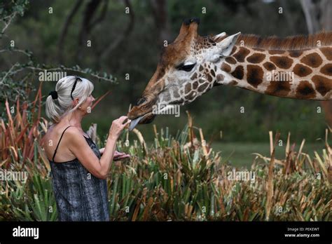 Feeding the giraffes at Giraffe Manor, Nairobi, Kenya, East Africa ...