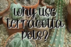 Why Use Terracotta Pots Feature SUCCULENTdotCARE