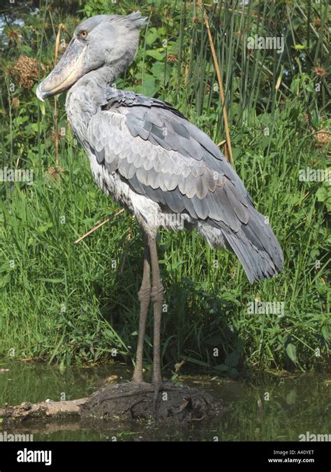 La Vue Dun Shoebill Stork Photo Stock Alamy